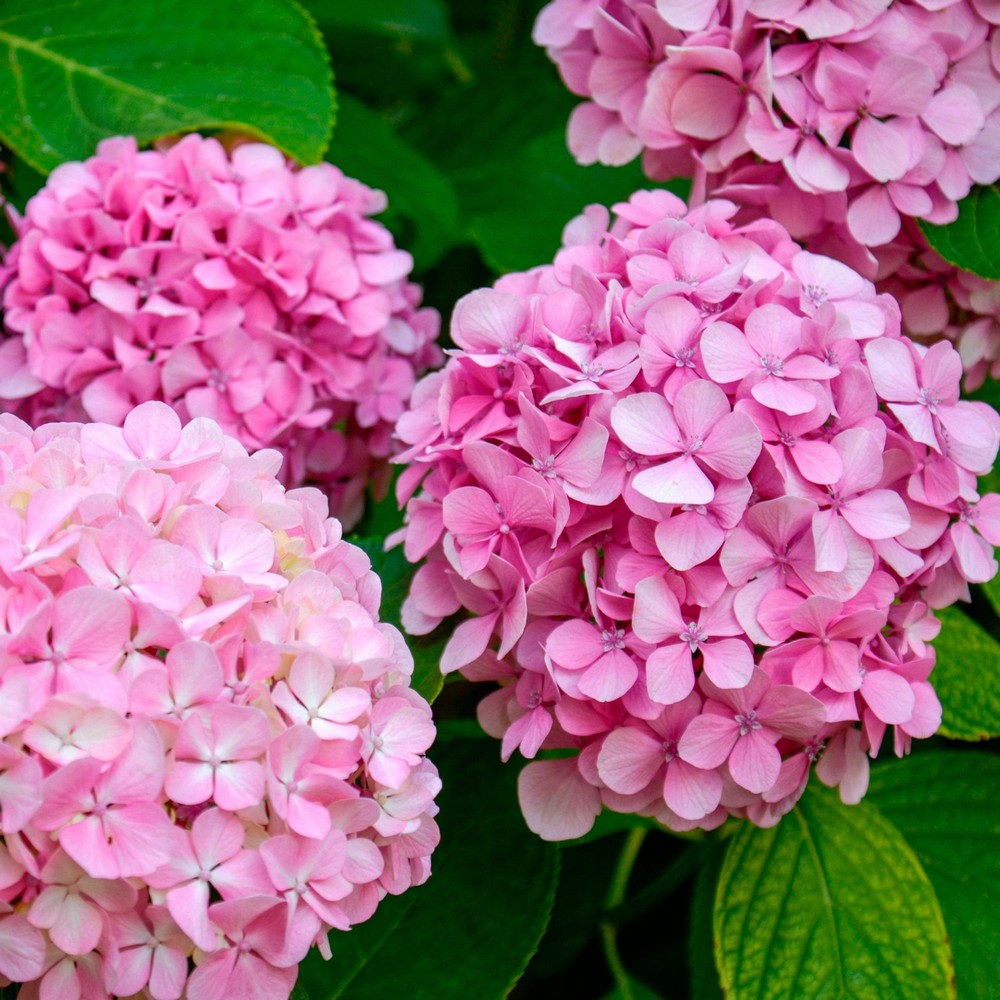 Hydrangea Pink Flower seeds for Planting - Fragrant Blossoms, Heirloom & GMO Free Seeds for Home Garden