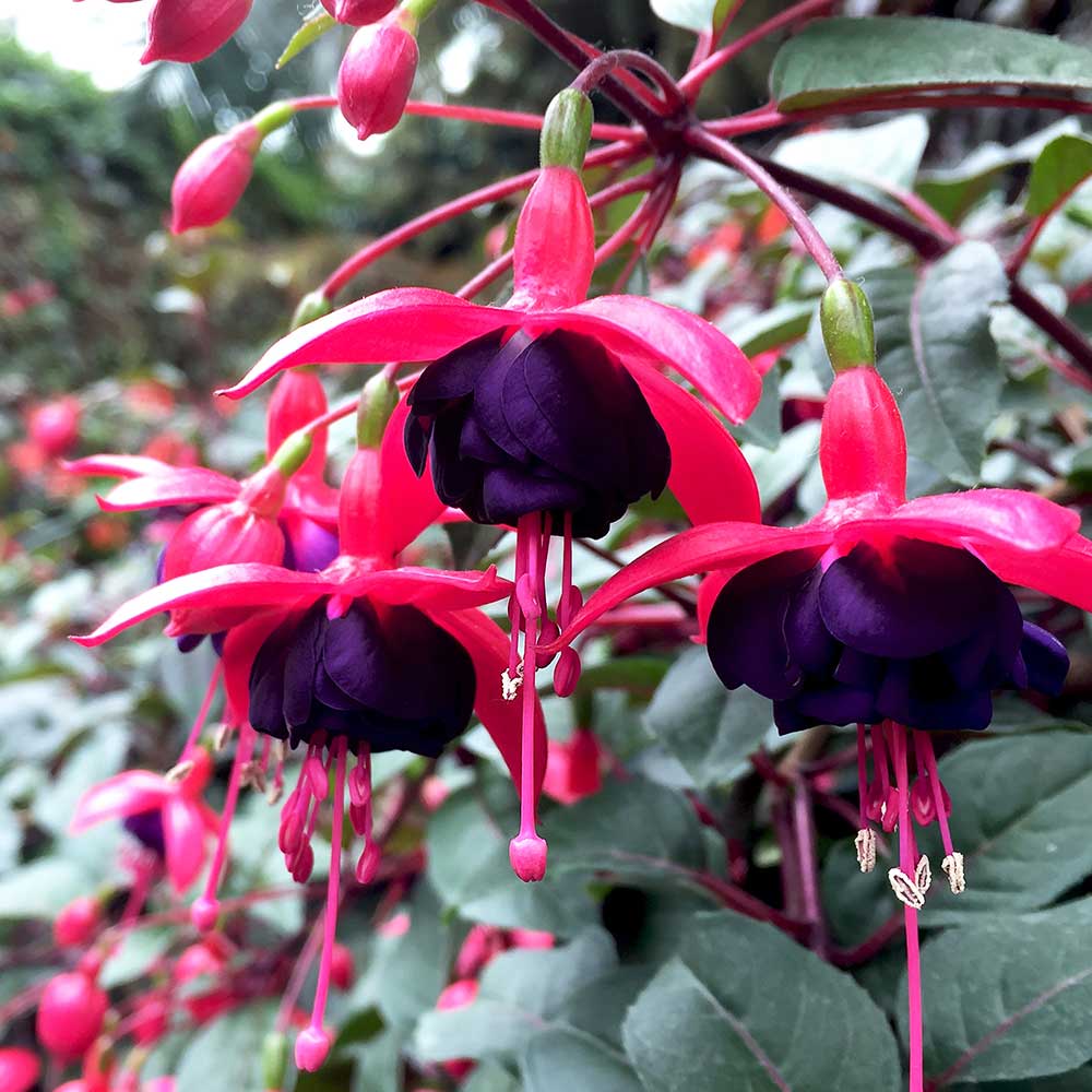 Black Fuchsia Flower seeds for Planting - Bright Blooms, Heirloom & GMO Free Seeds for Home Garden