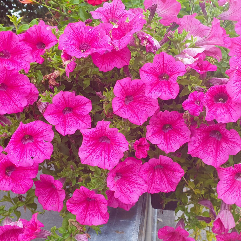 Petunia Merlin Morn Pink Flower seeds for Planting Premium Quality Heirloom & GMO Free Seeds for Home Garden