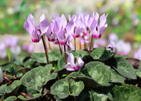 Baby Pink Cyclamen Flower seeds for Planting - Pollinator Friendly, Heirloom & GMO Free Seeds for Home Garden
