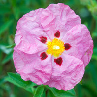 CISTUS Flower seeds for Planting - Vibrant Colors, Heirloom & GMO Free Seeds for Home Garden
