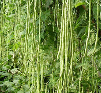 Long Bean Vegetable Seeds: Essential Guide for Successful Planting