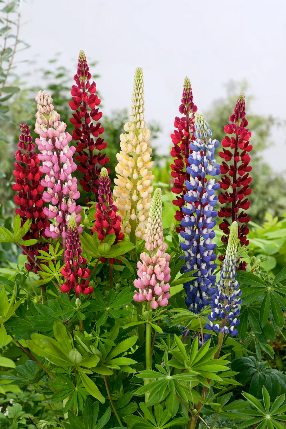 Russell Flower seeds for Planting Compact Growth Heirloom & GMO Free Seeds for Home Garden