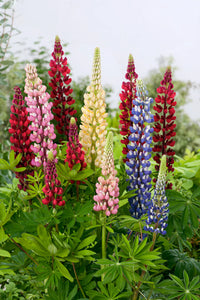 Russell Flower seeds for Planting Compact Growth Heirloom & GMO Free Seeds for Home Garden
