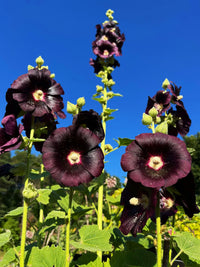 Hollyhock Flower seeds for Planting Pollinator Friendly Heirloom & GMO Free Seeds for Home Garden
 
 Sale