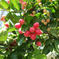 Planting Carissa Lime Berry Seeds  Unique Flavor for Your Garden