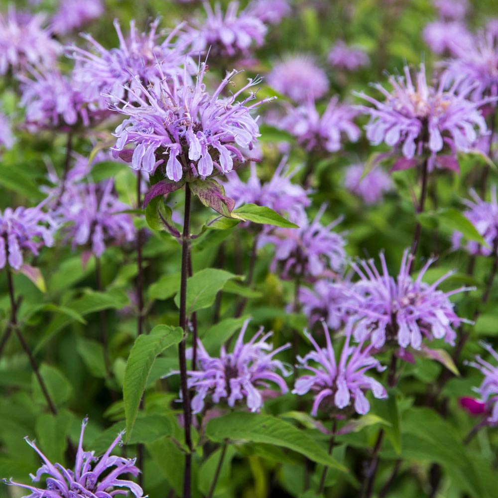 Violet Citriodora Flower seeds for Planting - Compact Growth, Heirloom & GMO Free Seeds for Home Garden