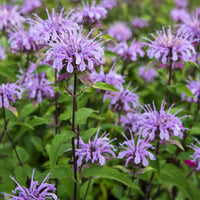 Violet Citriodora Flower seeds for Planting - Compact Growth, Heirloom & GMO Free Seeds for Home Garden
