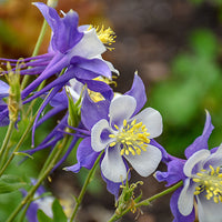 Columbine Flower seeds for Planting Drought Tolerant Heirloom & GMO Free Seeds for Home Garden