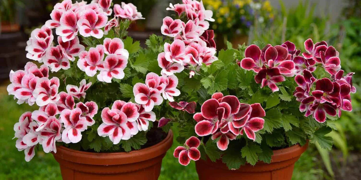 White DarkRed Geranium Pelargonium Seeds for Planting Vibrant Colors Heirloom & GMO Free Seeds for Home Garden
 
 Sale