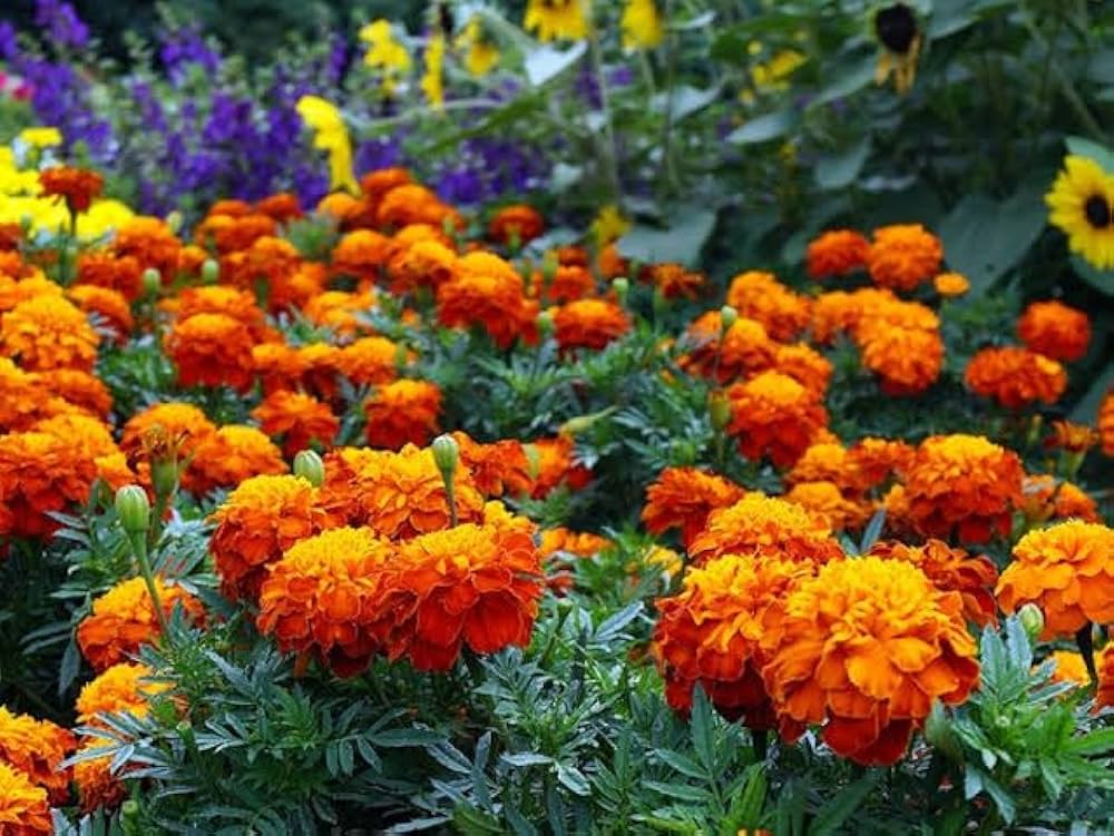 Marigold Flower seeds for Planting - Pollinator Friendly, Heirloom & GMO Free Seeds for Home Garden