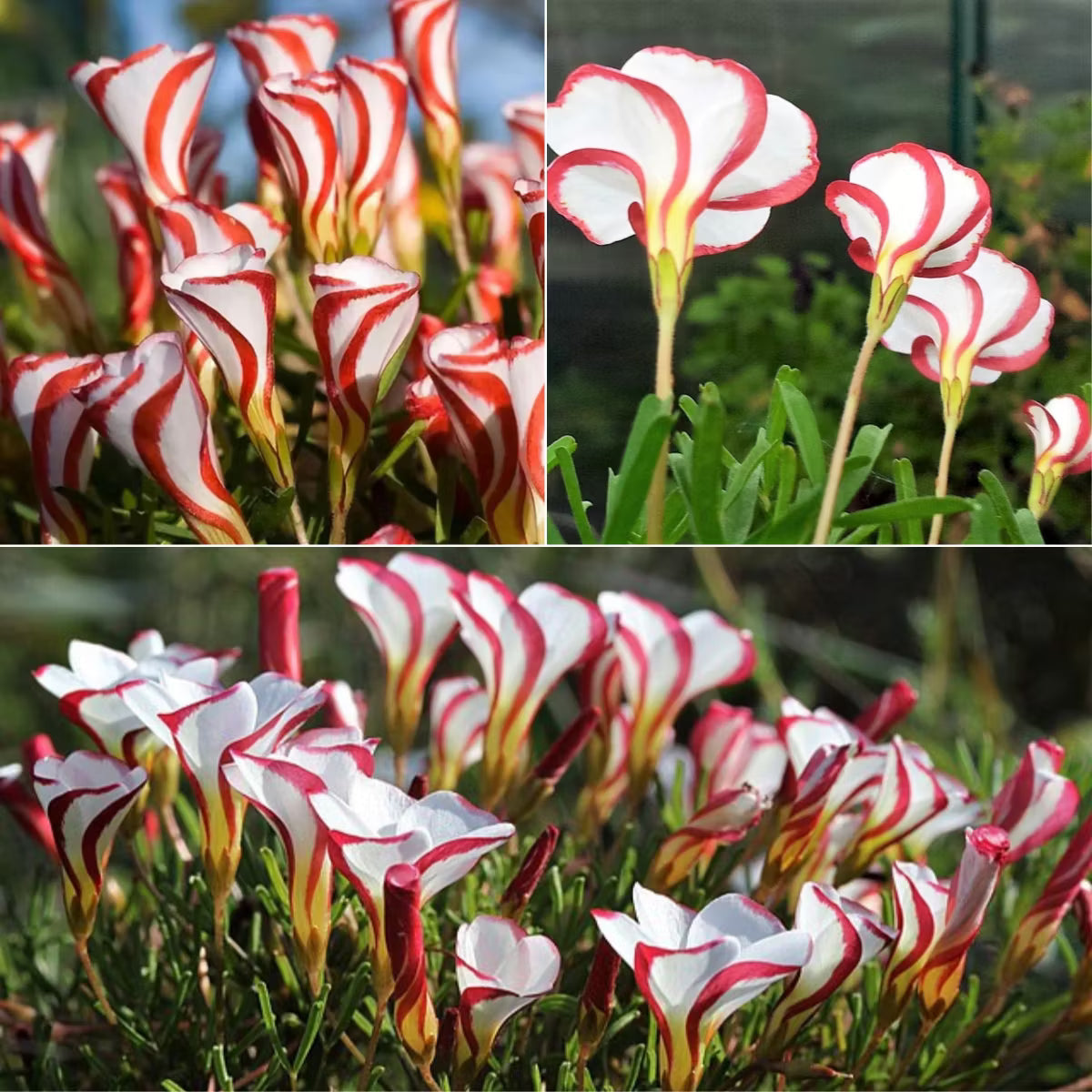 Red White Versicolor Flower seeds for Planting - Garden Favorite, Heirloom & GMO Free Seeds for Home Garden