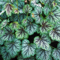 Dark (Dark Green) seeds for planting in home garden
