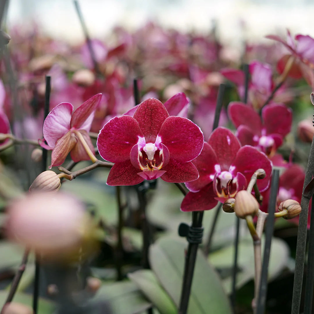Marron Phalaenopsis Orchid Seeds for Planting Premium Quality Heirloom & GMO Free Seeds for Home Garden
 
 Sale