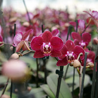 Marron Phalaenopsis Orchid Seeds for Planting Premium Quality Heirloom & GMO Free Seeds for Home Garden
 
 Sale