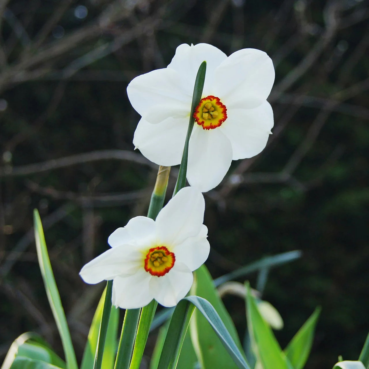 Narzissen Flower seeds for Planting - Cut Flower Favorite, Heirloom & GMO Free Seeds for Home Garden
