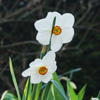 Narzissen Flower seeds for Planting - Cut Flower Favorite, Heirloom & GMO Free Seeds for Home Garden