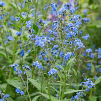 Blue Cynoglossum Amabile Flower seeds for Planting - Cottage Garden Essential, Heirloom & GMO Free Seeds for Home Garden