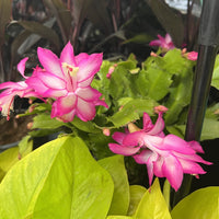 Mixed Schlumbergera Flower seeds for Planting Low Maintenance Heirloom & GMO Free Seeds for Home Garden