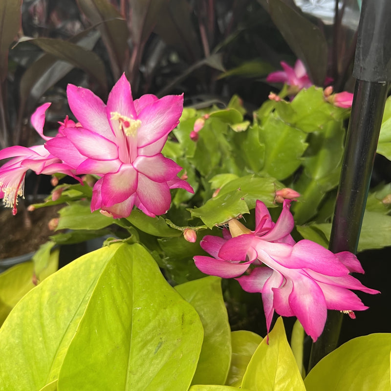 Mixed Schlumbergera Flower seeds for Planting Low Maintenance Heirloom & GMO Free Seeds for Home Garden
