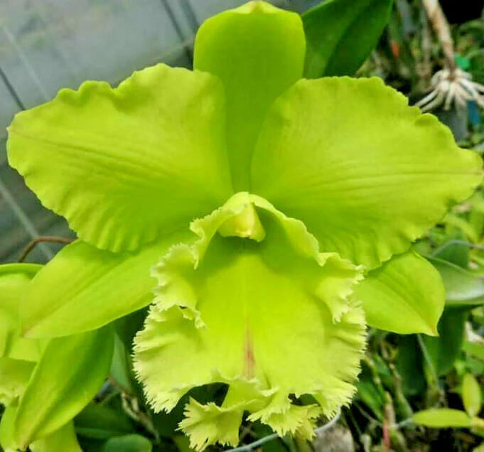 Green Cattleya Flower seeds for Planting - Long Bloom Season, Heirloom & GMO Free Seeds for Home Garden