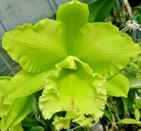 Green Cattleya Flower seeds for Planting - Long Bloom Season, Heirloom & GMO Free Seeds for Home Garden