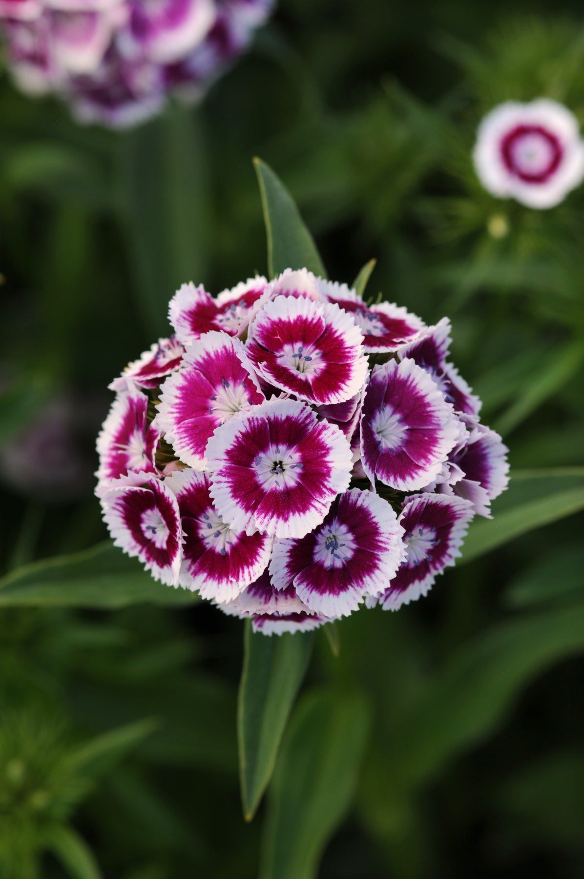 Dianthus Barbatus Flower seeds for Planting, Colorful Display Heirloom & GMO Free Seeds for Home Garden