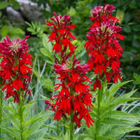 Cardinal Flower seeds for Planting - Fragrant Blossoms, Heirloom & GMO Free Seeds for Home Garden