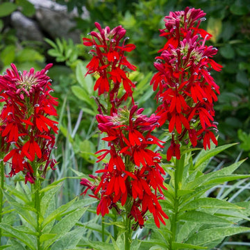 Cardinal Flower seeds for Planting - Fragrant Blossoms, Heirloom & GMO Free Seeds for Home Garden
