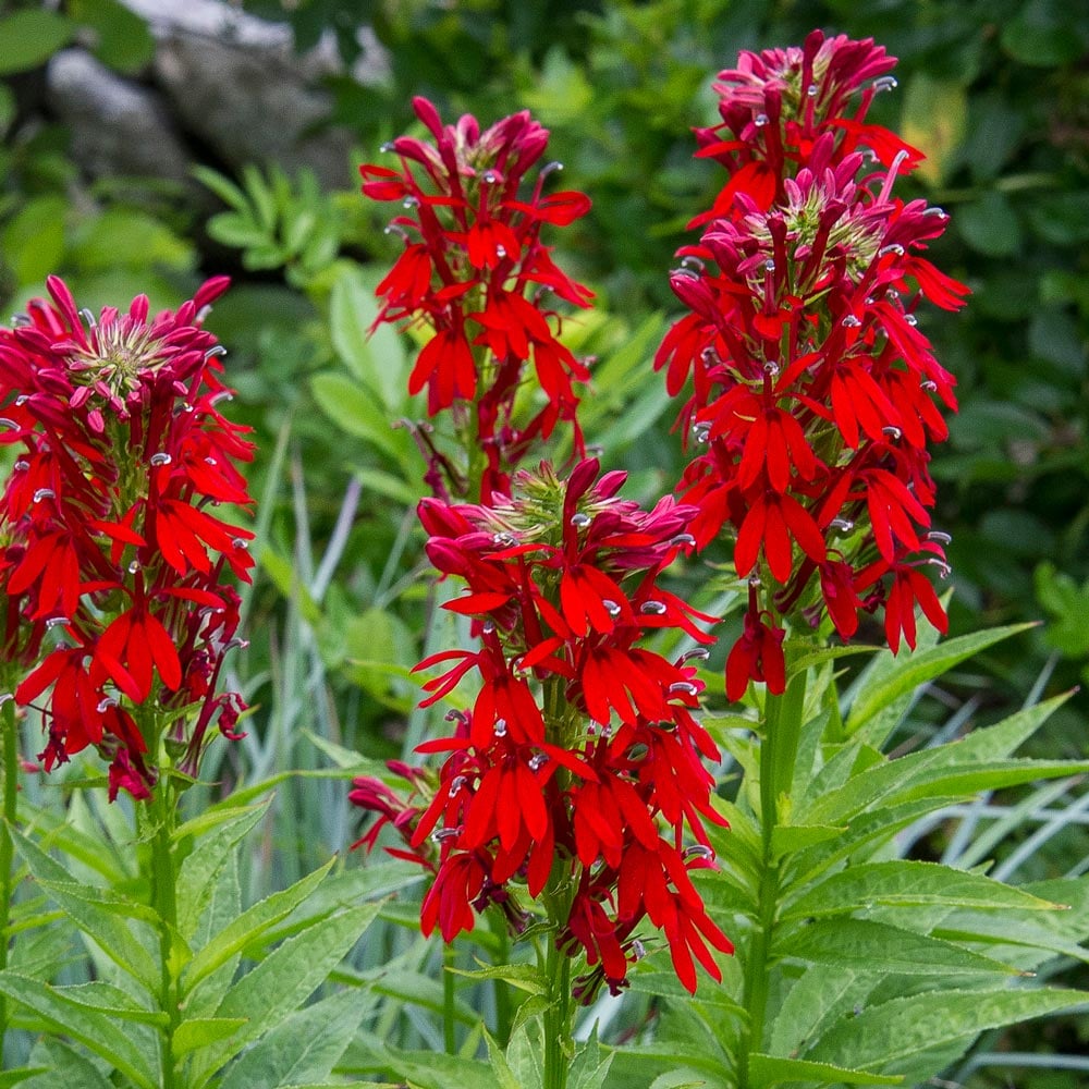 Cardinal Flower seeds for Planting Long Bloom Season Heirloom & GMO Free Seeds for Home Garden 
 
 Sale