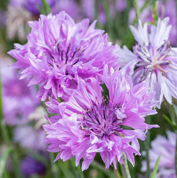 Purple Centaurea Flower seeds for Planting - Shade Tolerant, Heirloom & GMO Free Seeds for Home Garden