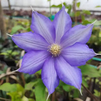 Violet White Clematis Flower Seeds for Planting Long Bloom Season Heirloom & GMO Free Seeds for Home Garden
 
 Sale