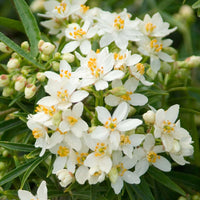 Aztec Pearl Flower seeds for Planting Pollinator Friendly Heirloom & GMO Free Seeds for Home Garden 
 
 Sale