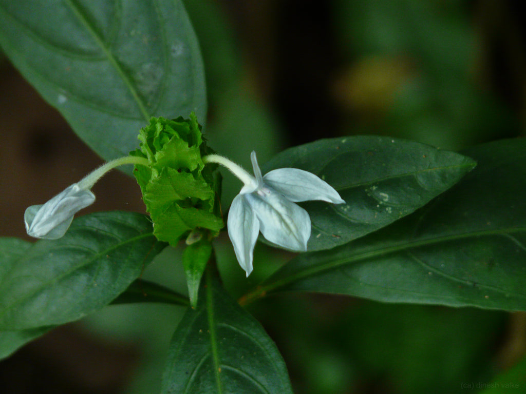 Ecbolium Viride Flower Seeds for Planting
