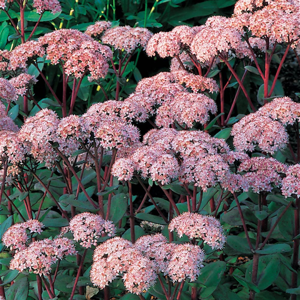 Pink Telephium Flower seeds for Planting - Garden Favorite, Heirloom & GMO Free Seeds for Home Garden