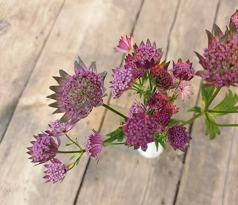 Purple Astrantia Masterwort Flower seeds for Planting - Perfect for Borders, Heirloom & GMO Free Seeds for Home Garden