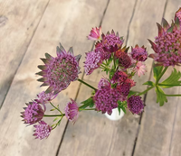 Purple Astrantia Masterwort Flower seeds for Planting - Perfect for Borders, Heirloom & GMO Free Seeds for Home Garden