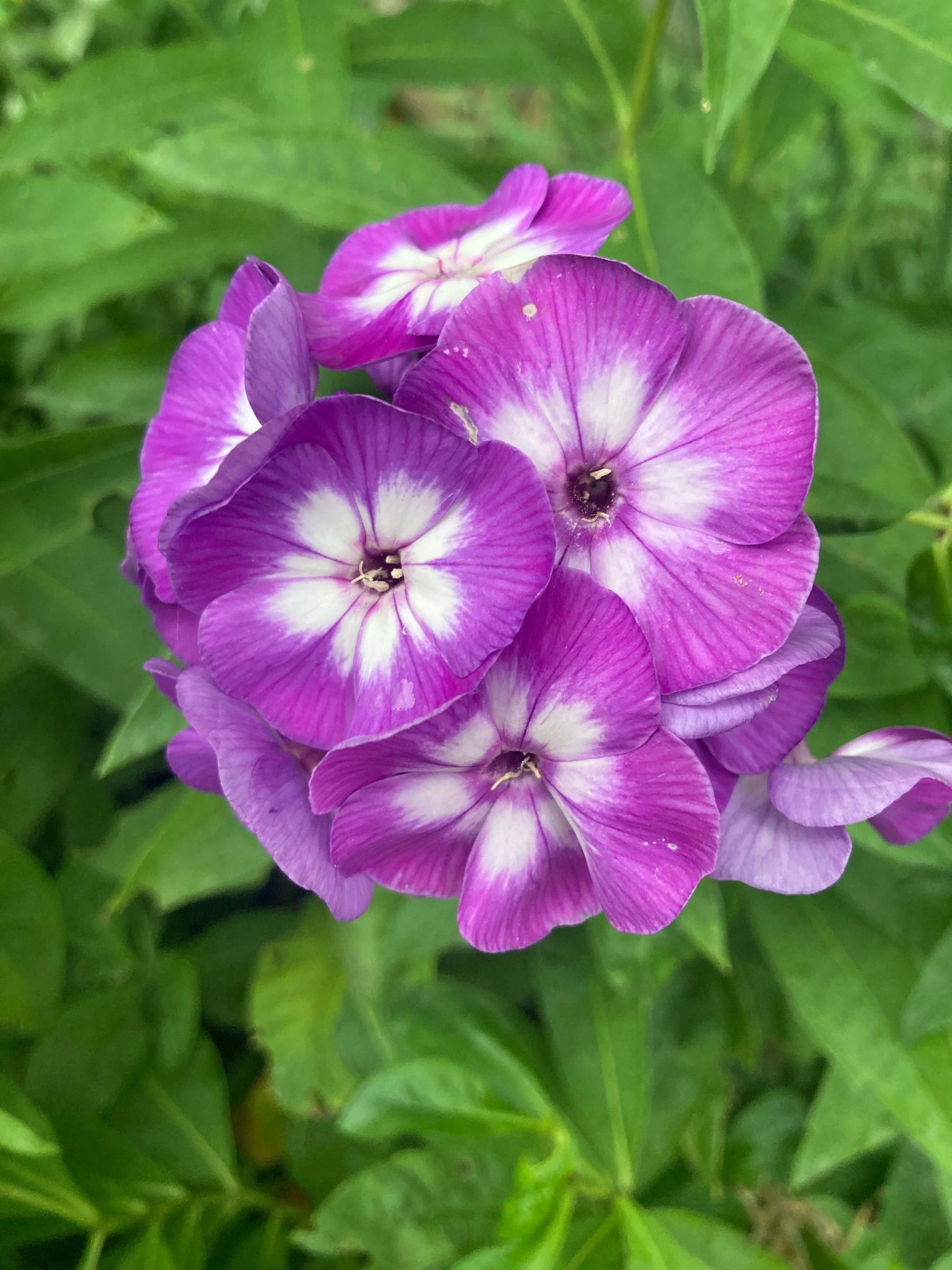 Mixed Laura Flower seeds for Planting Wildflower Mix Heirloom & GMO Free Seeds for Home Garden 
 
 Sale