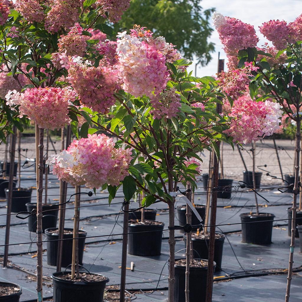 Vanilla Strawberry Hydrangea Flower seeds for Planting - Fragrant Blossoms, Heirloom & GMO Free Seeds for Home Garden