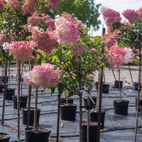 Vanilla Strawberry Hydrangea Flower seeds for Planting - Fragrant Blossoms, Heirloom & GMO Free Seeds for Home Garden