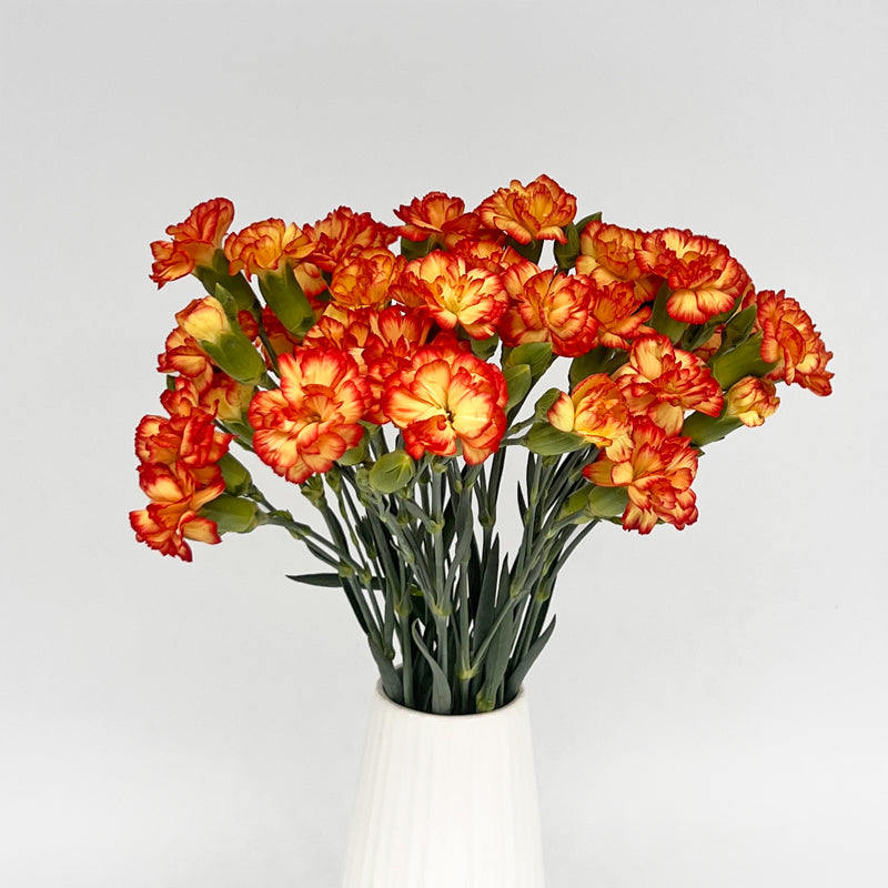 Yellow Red Carnation Flower seeds for Planting Sun Loving Heirloom & GMO Free Seeds for Home Garden