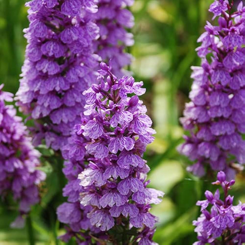 Dactylorhiza Flower seeds for Planting - Low Maintenance, Heirloom & GMO Free Seeds for Home Garden