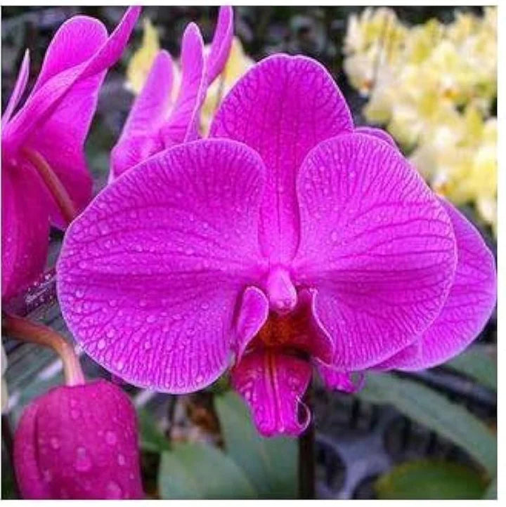 Pink Phalaenopsis Orchid Seeds Flower seeds for Planting Fragrant Blossoms Heirloom & GMO Free Seeds for Home Garden