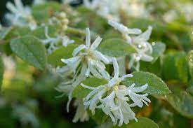 White Loropetalum Flower seeds for Planting - Low Maintenance, Heirloom & GMO Free Seeds for Home Garden