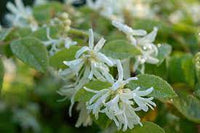 White Loropetalum Flower seeds for Planting - Low Maintenance, Heirloom & GMO Free Seeds for Home Garden