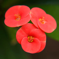 Deep Red Euphorbia Milii Flower seeds for Planting - Pollinator Friendly, Heirloom & GMO Free Seeds for Home Garden