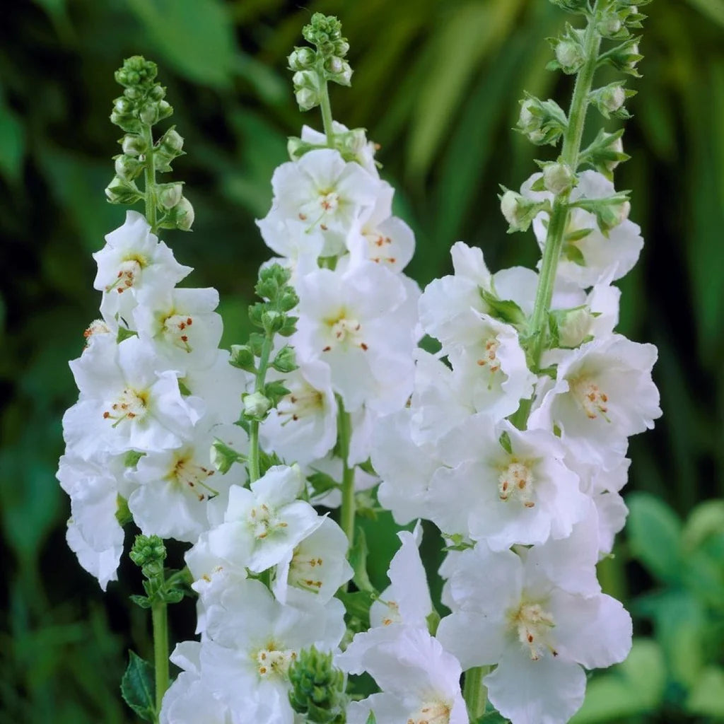 White Verbascum Flower seeds for Planting - Seasonal Bloomer, Heirloom & GMO Free Seeds for Home Garden