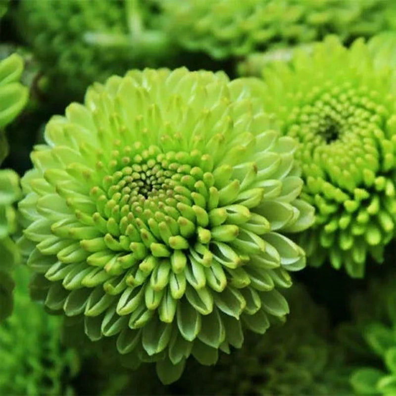 Green Chrysanthemum Flower seeds for Planting Hardy Variety Heirloom & GMO Free Seeds for Home Garden
 
 Sale seeds for home garden planting