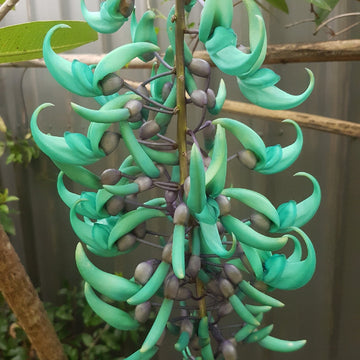 Green Jade Flower seeds for Planting - Cottage Garden Essential, Heirloom & GMO Free Seeds for Home Garden
 
 Sale for planting in home garden