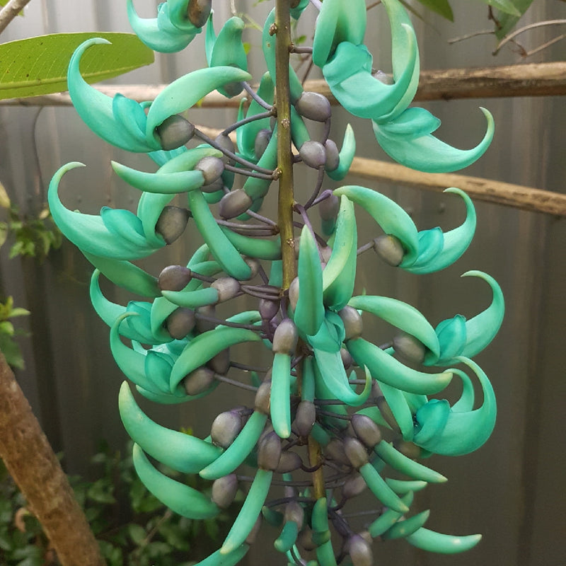 Green Jade Flower seeds for Planting - Cottage Garden Essential, Heirloom & GMO Free Seeds for Home Garden
 
 Sale for planting in home garden